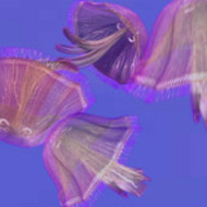 3D Moon Jellies screenshot